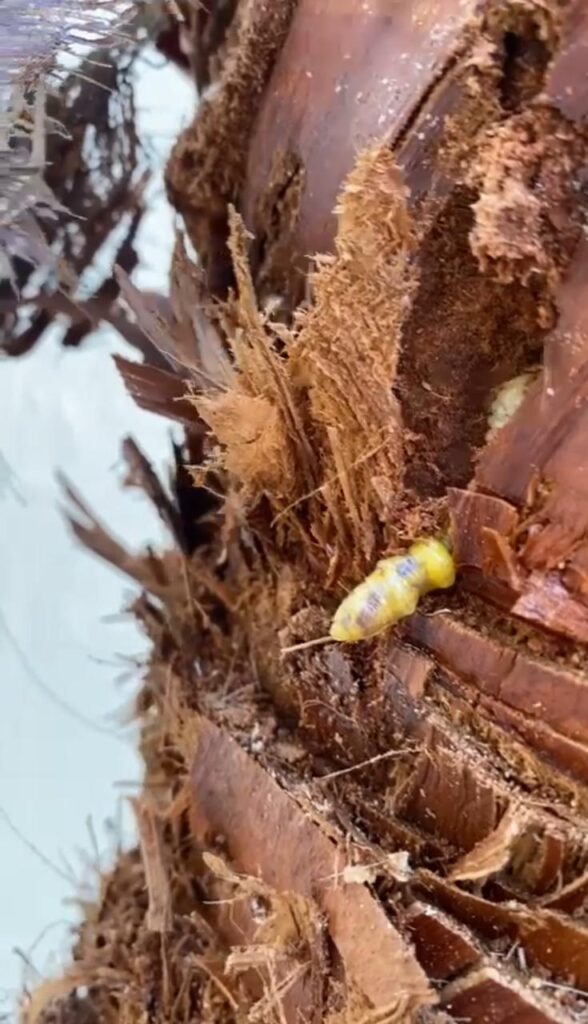 مكافحة الافات الزراعيه و سوسة النخيل