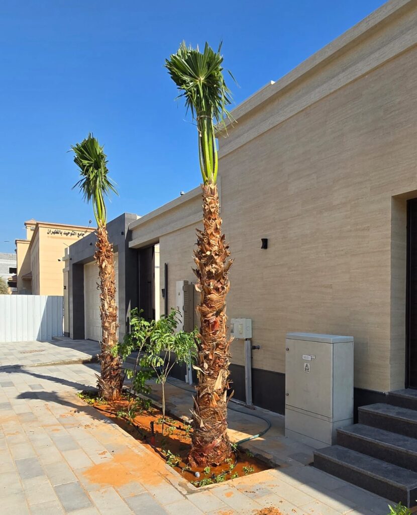 تكريب نخيل بالدمام