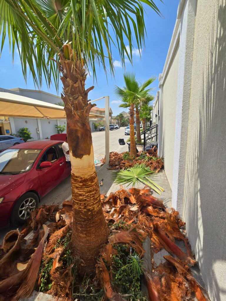 فص سعف النخيل 